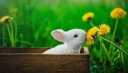 虎扑热帖-FIBA官方为欧锦赛半决赛预热：德国男篮or芬兰男篮？